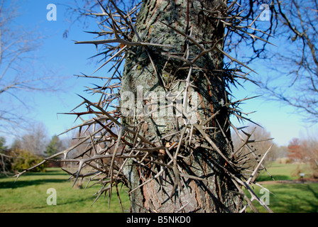 Détail d'un tronc d'arbre thorned le févier Gleditsia triacanthos Banque D'Images