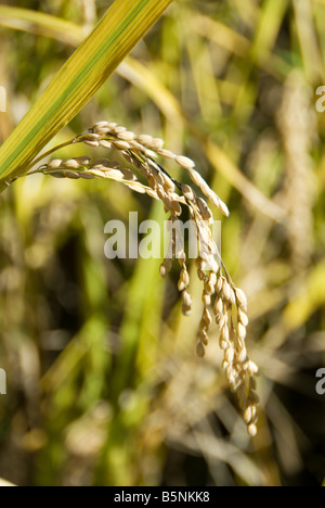 Une oreille de koshikihari mûrs dans un champ de riz dans Prefectre Nagano Japon prêt à être récolté. Banque D'Images