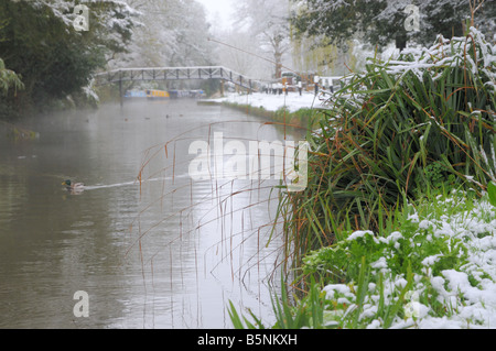 Un canard nageant se précipite sur un taureau passé matin hiver le long de la voie navigable Wey à Surrey, en Angleterre. Banque D'Images