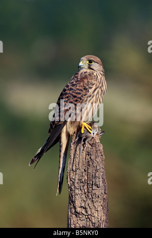 Kestrel Falco tinnunculus sur poster avec souris à Potton alerte Bedfordshire Banque D'Images