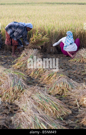 La récolte du riz dans la campagne indienne tôt le matin. Puttaparthi, Andhra Pradesh, Inde Banque D'Images