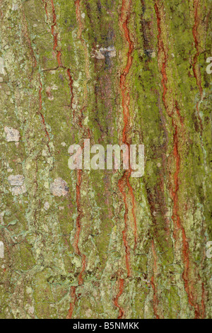 Chêne rouge Quercus rubra CLOSE UP D'ÉCORCE SUR ARBRE ADULTE Banque D'Images