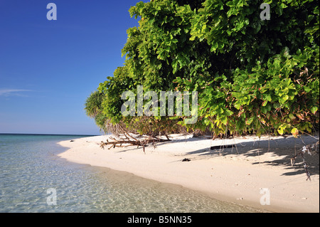 Idylic sable sur Lankayan Island avec du bois flotté, ciel bleu et clair de l'eau de mer Banque D'Images