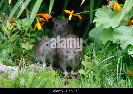 RAT SURMULOT Rattus norvegicus VENANT DE FLOWER BORDER VUE AVANT Banque D'Images