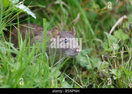 RAT SURMULOT Rattus norvegicus SORTANT DE FRONTIÈRE FLEUR VUE DE FACE CLOSE UP Banque D'Images