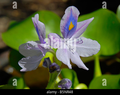 La jacinthe d'eau (Eichhornia crassipes), Banque D'Images