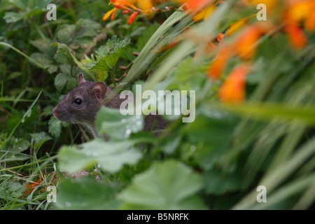 RAT SURMULOT Rattus norvegicus SORTANT DE ROCAILLE VUE LATÉRALE Banque D'Images