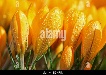 Fleurs de safran avec des gouttelettes Crocus hybr. Banque D'Images