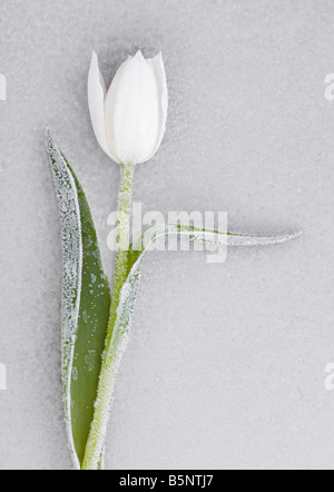 Un frozen white tulip sur la feuille de verre givré Banque D'Images