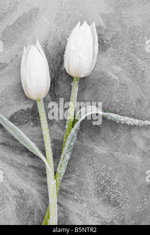 Les deux tulipes blanches sur la feuille de verre givré Banque D'Images