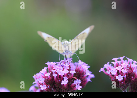 Pieris rapae BLANC PETITE PRISE FEMELLE BUDDLIEA ROM NECTAR Banque D'Images