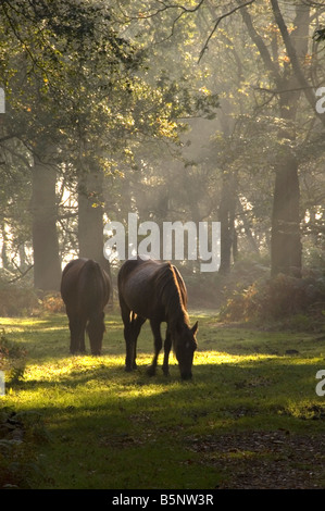 La lumière du matin le New Forest Hampshire England UK Banque D'Images