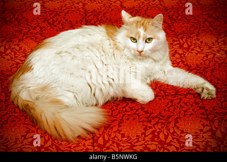 Chat blanc sur tissu rouge Banque D'Images