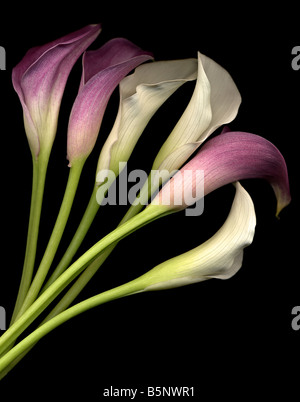 Six roses et lis calla blancs sur fond noir close up Banque D'Images