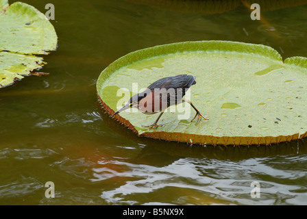 Kingfisher et la carpe koi étang Nymphea en Guadeloupe le Jardin Botanique de Deshaies Antilles Françaises Banque D'Images