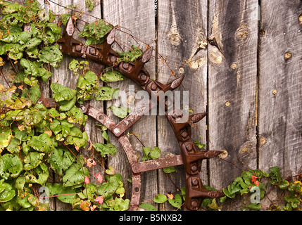 Derrière la grange couverte de vignes Banque D'Images