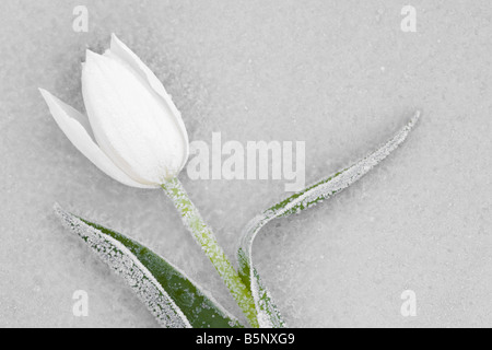 Un frozen white tulip sur la feuille de verre givré Banque D'Images