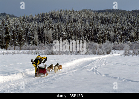 Équipe de course de chiens de traîneau à la course internationale d'attelages de chiens près de Falkland dans la région de l'Okanagan de la Colombie-Britannique Canada Banque D'Images