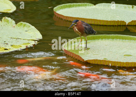 Kingfisher et la carpe koi étang Nymphea en Guadeloupe le Jardin Botanique de Deshaies Antilles Françaises Banque D'Images