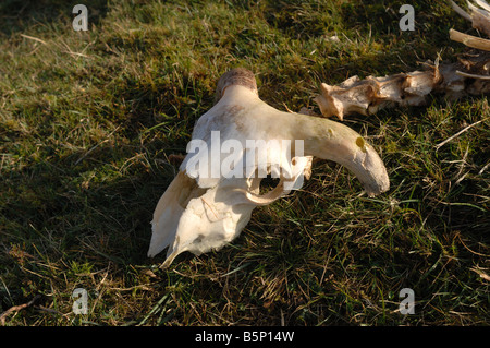 Crâne Banque D'Images