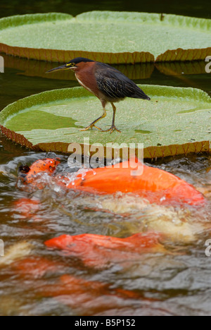 Kingfisher et la carpe koi étang Nymphea en Guadeloupe le Jardin Botanique de Deshaies Antilles Françaises Banque D'Images