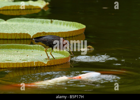 Kingfisher et la carpe koi étang Nymphea en Guadeloupe le Jardin Botanique de Deshaies Antilles Françaises Banque D'Images