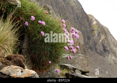 L'épargne ou la mer rose, l'Armeria maritima, pic de croissance ci-dessous Snowdon Banque D'Images