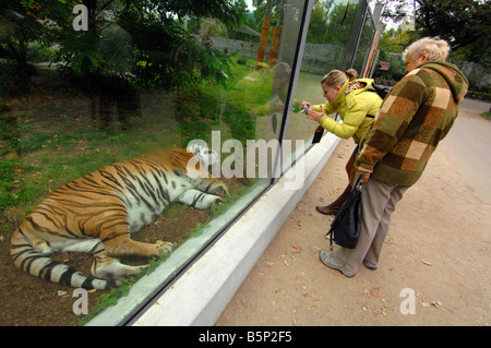 'Tigre Panthera tigris' en captivité Banque D'Images