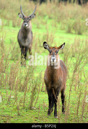 Cobe defassa Kobus ellipsiprymnus "antilope", hommes et femmes Waterbuck antelope Banque D'Images