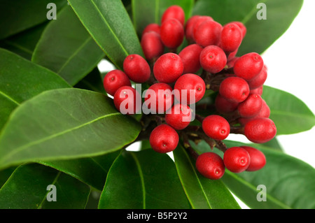 Reevesiana Skimmia japonica Banque D'Images