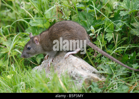 RAT SURMULOT Rattus norvegicus SORTANT DE ROCAILLE VUE LATÉRALE Banque D'Images