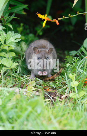 RAT SURMULOT Rattus norvegicus SEMENCES ALIMENTATION VUE AVANT Banque D'Images