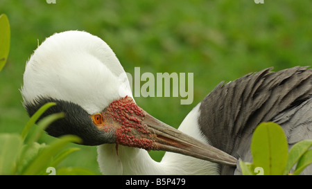 Grue caronculée, Bugeranus carunculatus lissage, lui-même. Banque D'Images