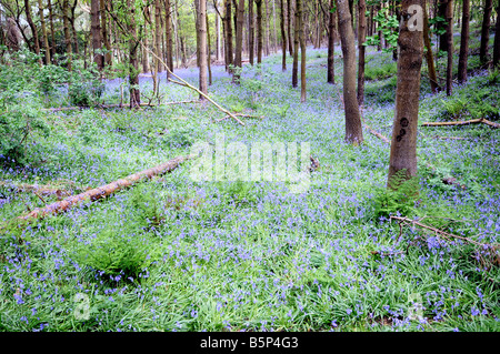 Un tapis de blue bells dans un bois à Surrey, en Angleterre. Banque D'Images