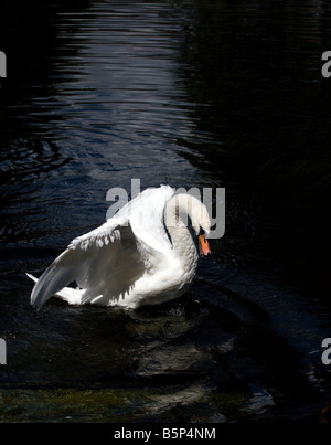 Cygne sur la rivière Cam, Cambridge sous un arbre de lumière Banque D'Images