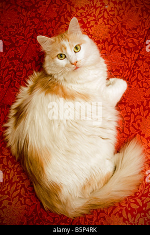 Chat blanc sur tissu rouge Banque D'Images