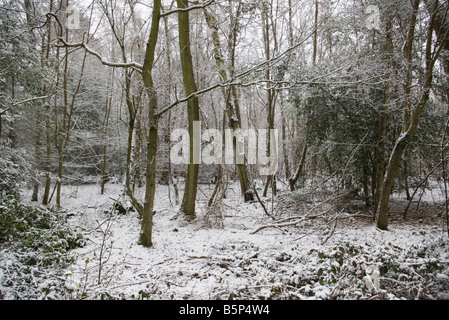 Bois d'hiver dans la neige scène Walton Heath Surrey Woodlands Banque D'Images