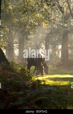 La lumière du matin le New Forest Hampshire England UK Banque D'Images