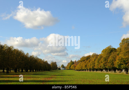 Avenue de lime et Blanc Lodge Bushy Park Middlesex UK Banque D'Images