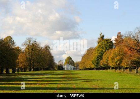 Avenue de lime et Blanc Lodge Bushy Park Middlesex UK Banque D'Images