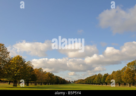 Avenue de lime et Blanc Lodge Bushy Park Middlesex UK Banque D'Images