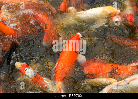 Étang des carpes Koi dans Nymphea Deshaies Jardin Botanique Guadeloupe Antilles Françaises Banque D'Images