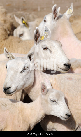 Les moutons fraîchement tondus sur une ferme dans le midwest des USA Banque D'Images