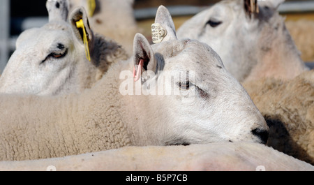 Moutons sur une ferme dans le midwest des USA Banque D'Images