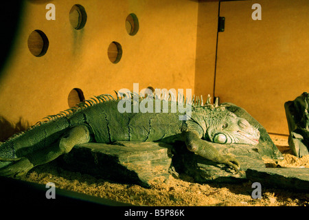 Iguane vert avec des épines et des écailles (Lézard) dans reptilium dormir sur un log sous un éclairage spécial. Banque D'Images