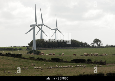 Le bétail moutons paissent sous les turbines des éoliennes le Trysglwyn près de Holyhead Anglesey Pays de Galles Banque D'Images