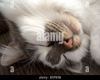 Chat à dormir avec la tête à l'envers Banque D'Images