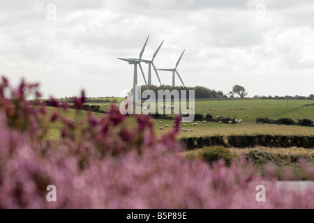Le bétail moutons paissent sous les turbines des éoliennes le Trysglwyn près de Holyhead Anglesey Pays de Galles Banque D'Images