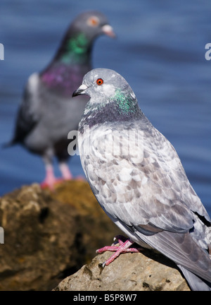 Une paire de Pigeon biset assis sur les rochers le long du fleuve Mississippi. Banque D'Images