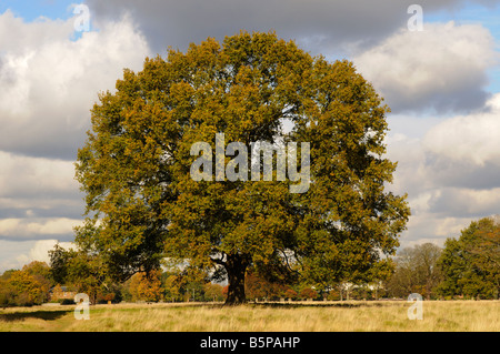 Oak tree Bushy Park Middlesex UK Banque D'Images